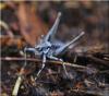 Antaxius pedestris pedestris